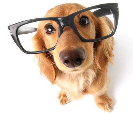 Senior Dog Neuroplasticity