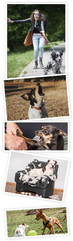 Dog Focus and Loose Leash Training