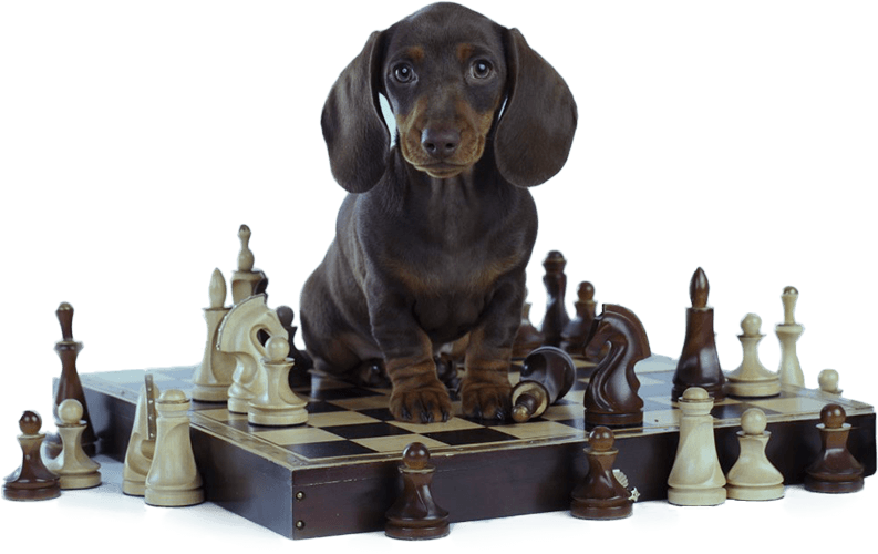 Brain Training for Dogs - Developing Your Dog's Hidden Intelligence